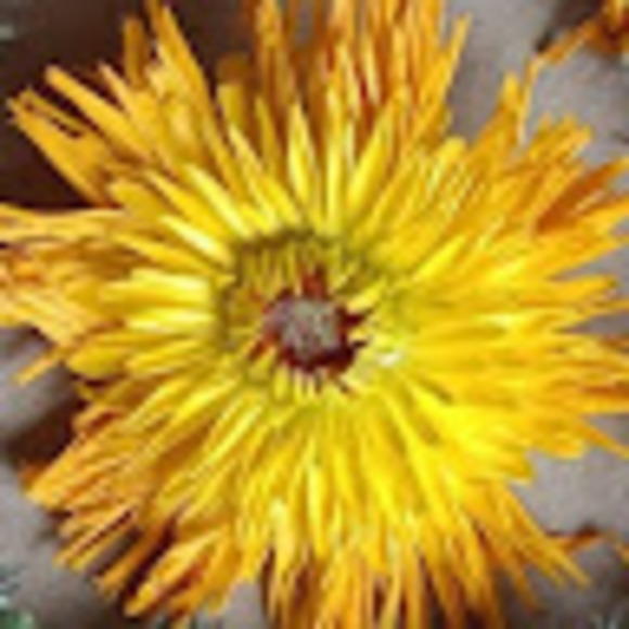 Meet your Posher, Rita - Picture 1 of 1